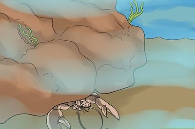 How to Safely Free Dive for Lobster