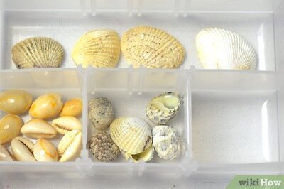 How to Make a Shell Necklace