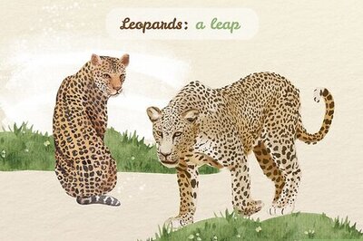 150+ Collective Nouns for Animals & Where They Come From