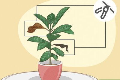 How to Prune a Rubber Plant