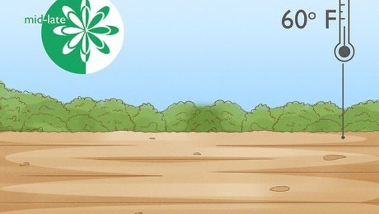 How to Grow Pole Beans