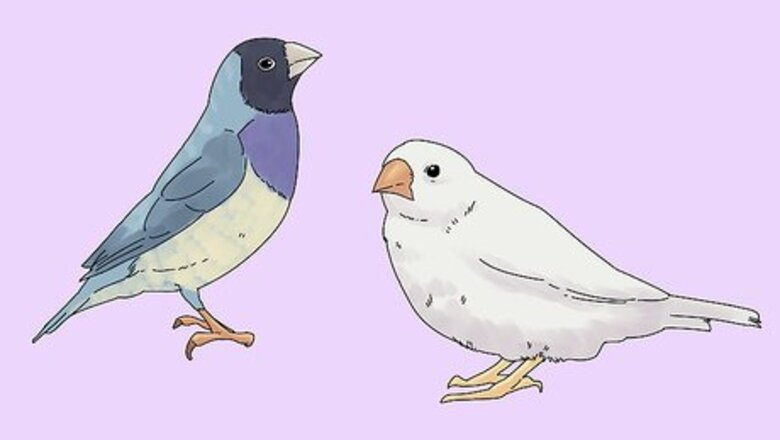 How to Choose a Finch