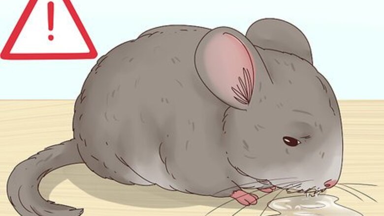 How to Help a Choking Chinchilla