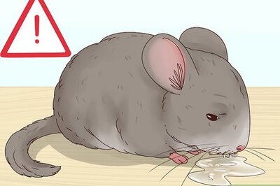 How to Help a Choking Chinchilla