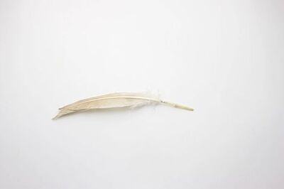 How to Make a Quill Pen out of a Feather