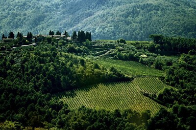 Global Wine Production Falls in 2016