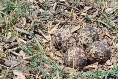 How Locals In Rajasthan's Bharatpur Predict Rains With Titahari Bird's Eggs