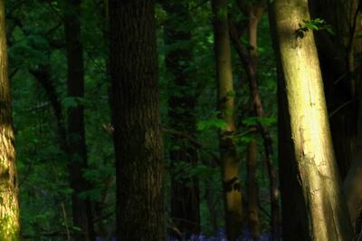 Belgium: 14-Year-Old Girl Gang-Raped By 10 Minors In A Forest