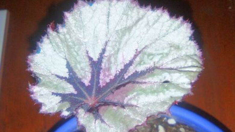 How to Propagate a Rex Begonia Leaf