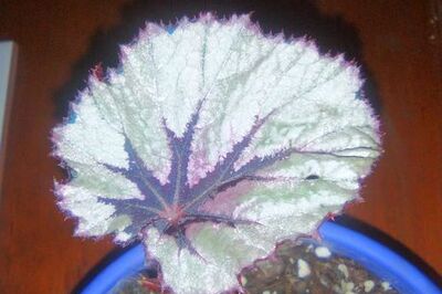 How to Propagate a Rex Begonia Leaf