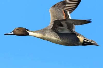 To Locals' Delight, Migratory Birds Flock to Nirmal in Telangana