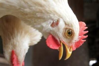 West Bengal begins culling of poultry in fresh flu fight