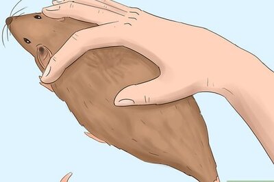 How to Get Rid of Tropical Rat Mites on Pet Rats