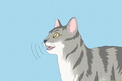 The 4 Common Reasons Behind Your Cat’s Chattering