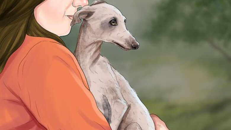 How to Care for an Italian Greyhound