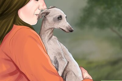 How to Care for an Italian Greyhound