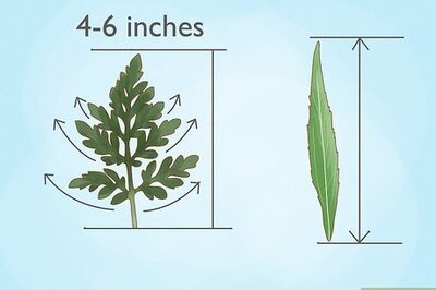How to Spot the Difference between Ragweed & Goldenrod