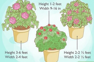 How to Grow a Peony in a Pot