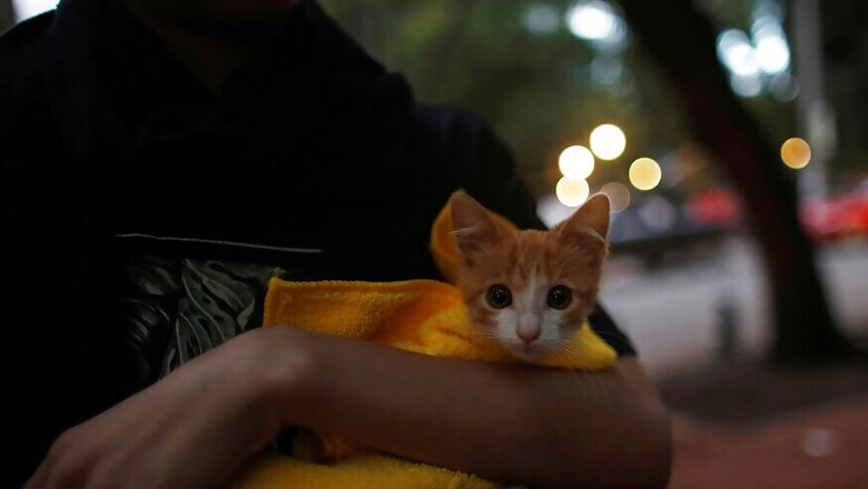No Tax For Keeping Pets in Urban Areas, Says Punjab Govt