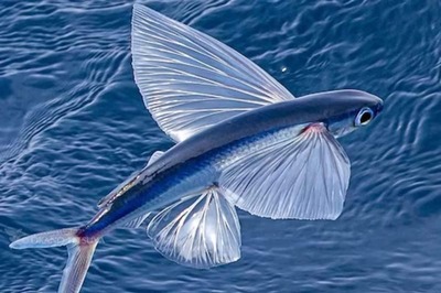 This Unique Sea Fish Species Can Fly Up To 650 Feet Above Ocean