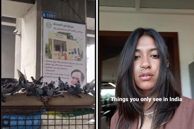 Hyderabad’s Pigeons Turn Pirates To Steal Grains From Moving Truck