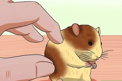 How to Diagnose and Treat a Dehydrated Hamster