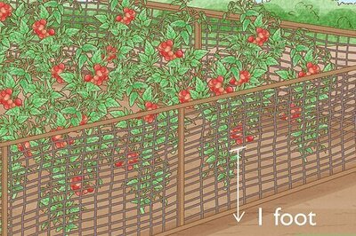 How to Keep Iguanas out of Your Yard or Garden