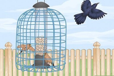 How to Get Rid of Grackles