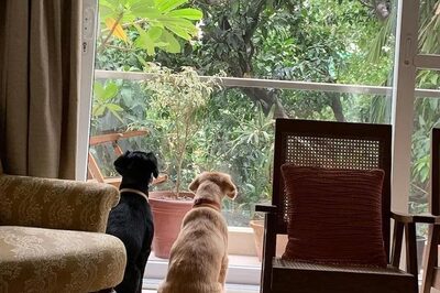 Kannada Actress Ramya Posts For Missing Dog, Requests Fans To Help Find It