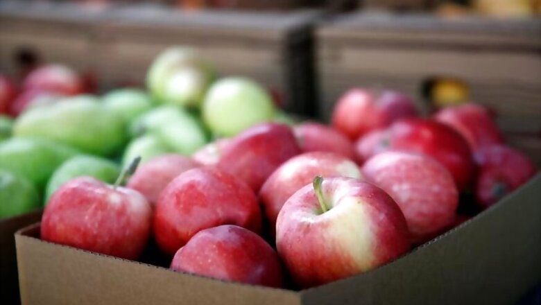Boost for Kashmiri Apples, 200 tonnes Exported to Middle East