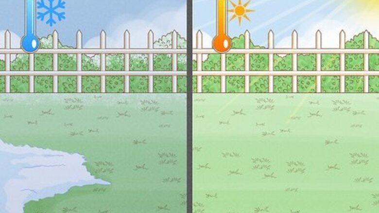 How to Plant Asparagus