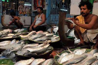 No Ilish In This Year’s Durga Puja Platter? Up-Hilsa Struggle For Bengalis, Traders Amid Bangladesh Crisis