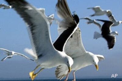 Global warming killing some species