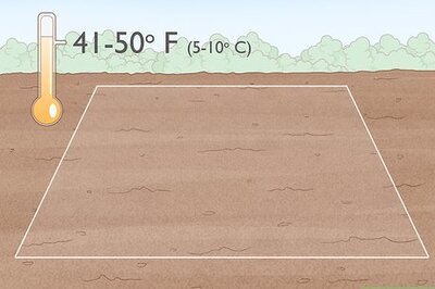 How to Grow Adlai Rice