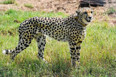 Report on Trees Being Cut for PM's Cheetah Reintroduction Event Fake: MP Forest Dept