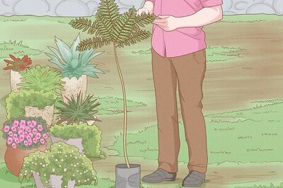How to Grow a Jacaranda Tree
