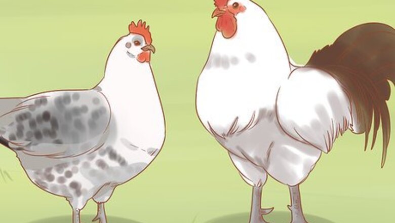 How to Breed Exotic Chickens