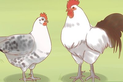How to Breed Exotic Chickens