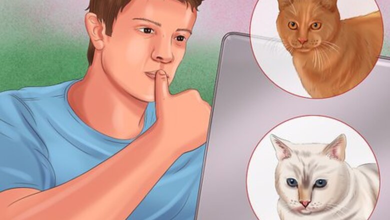 How to Bring a Cat Home when You Have Dogs