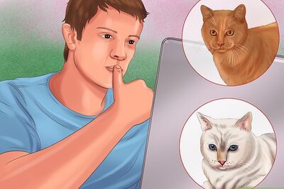 How to Bring a Cat Home when You Have Dogs