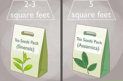 How to Grow a Tea Plant