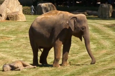 Watch: Mama Elephant Asks Zoo Keepers To Help Wake Calf Is Too Cute To Miss