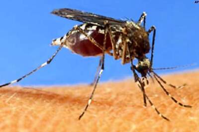 China battles worst dengue outbreak in 20 years