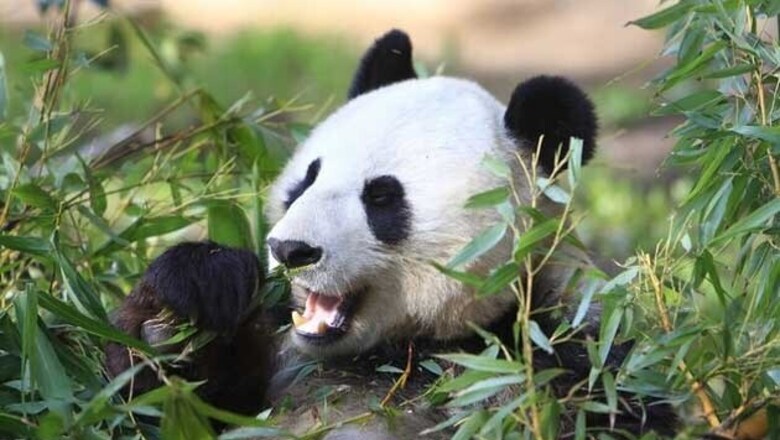 Washington's panda cub Bao Bao spends night in tree