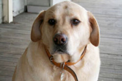 1 child, 1 dog per family: China rules