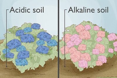 How to Keep Blue Hydrangeas Blue