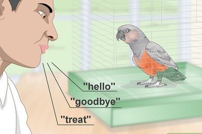 How to Teach a Red Bellied Parrot to Speak