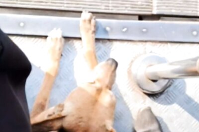 This Video Of Dog Boarding Mumbai Local Is 'Paw'dorable