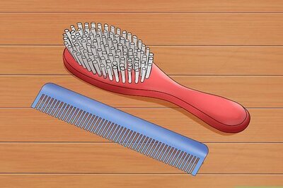 How to Groom a Maine Coon Cat