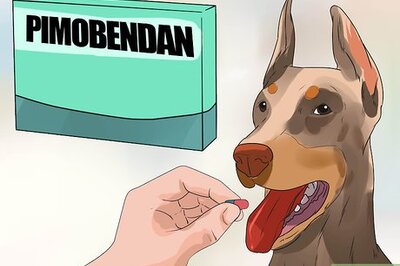 How to Treat Heart Conditions in Doberman Pinschers